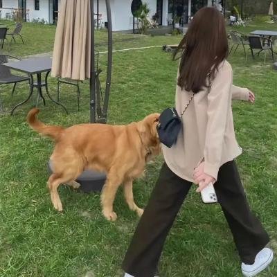 猫狗大战